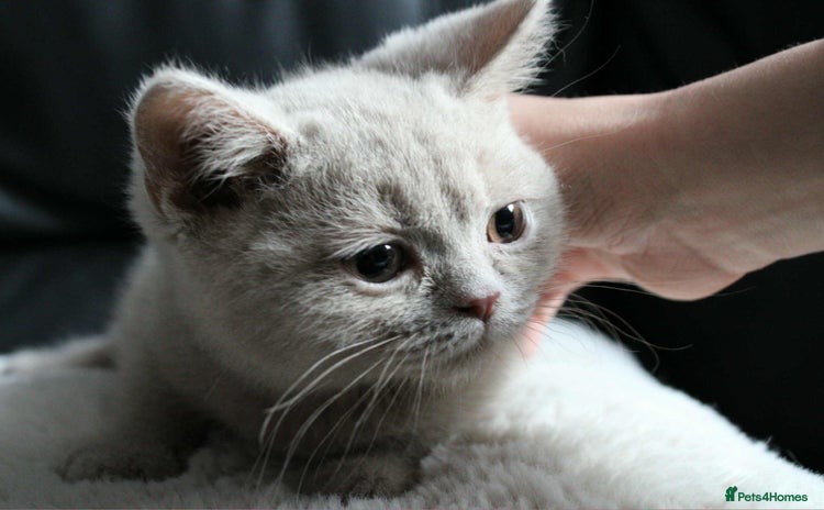 British Shorthair cats - Advert 4