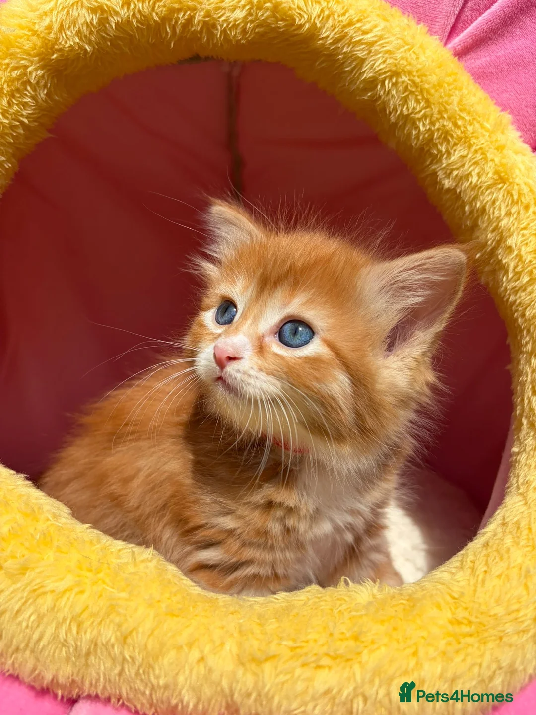 Mixed Breed cats for sale: 6 GORGEOUS HALF-RAGDOLL kittens ❤️ - Advert 2