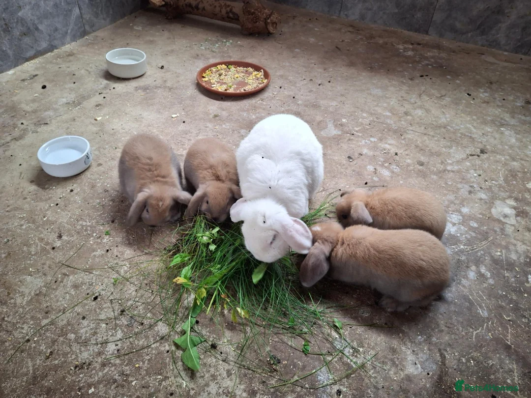 Mixed Breed rabbits for sale: Mixed  in Hull - Advert 2