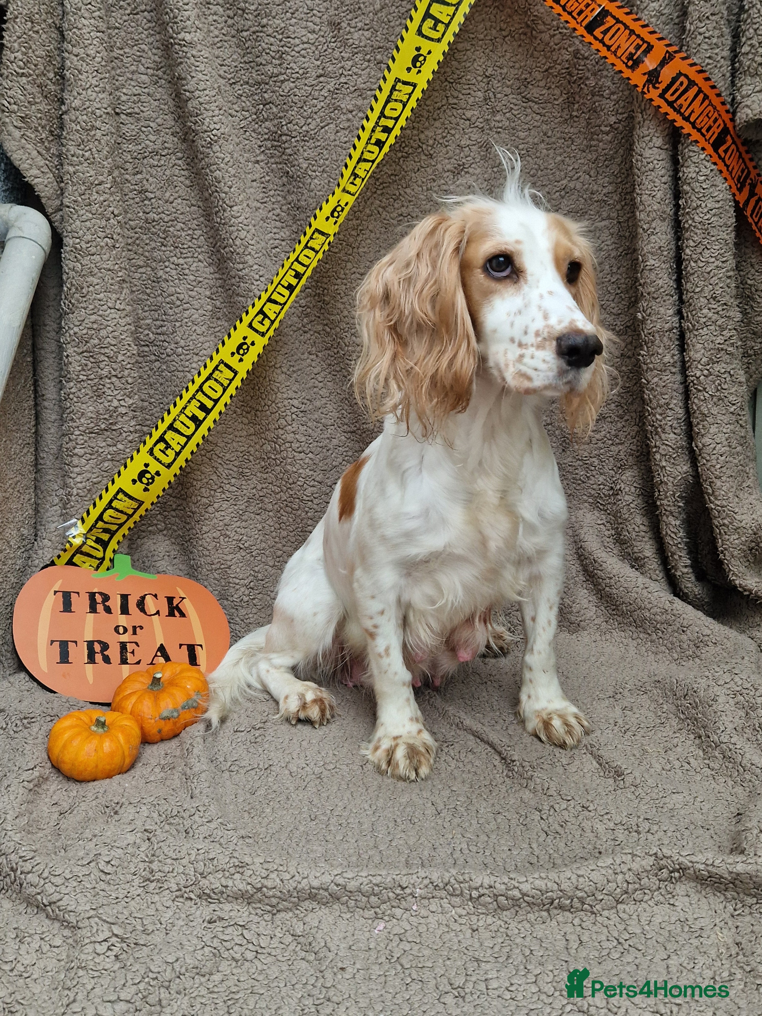 Cockapoo dogs X2 Male cookapoo - Advert 14