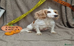 Cockapoo dogs for sale: X2 Male cookapoo - Image 3