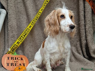 Cockapoo dogs X2 Male cookapoo - Advert 14