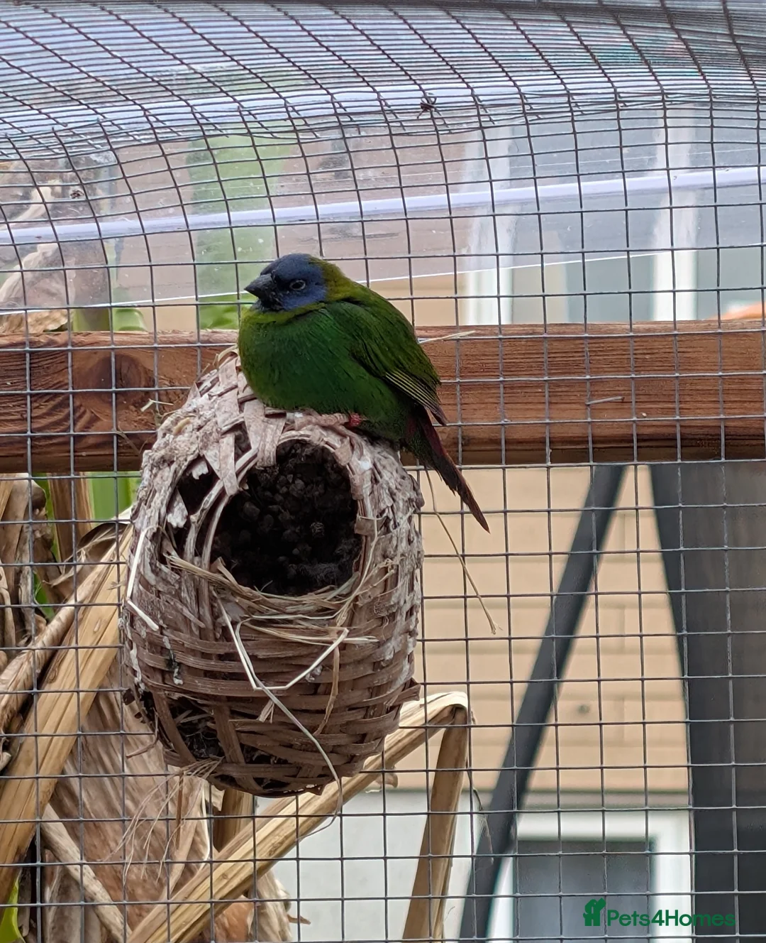 Finches birds for sale: Parrot finch  - Advert 2