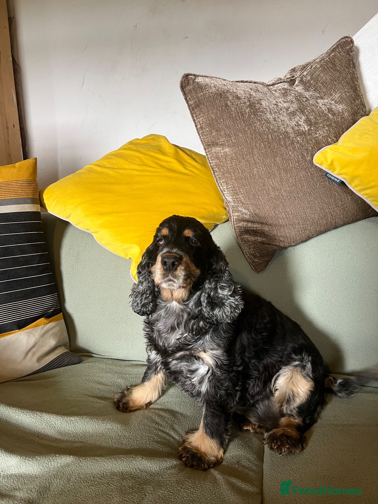 Cocker Spaniel dogs for sale: 2 Show Type Cocker Spaniels female - Advert 8