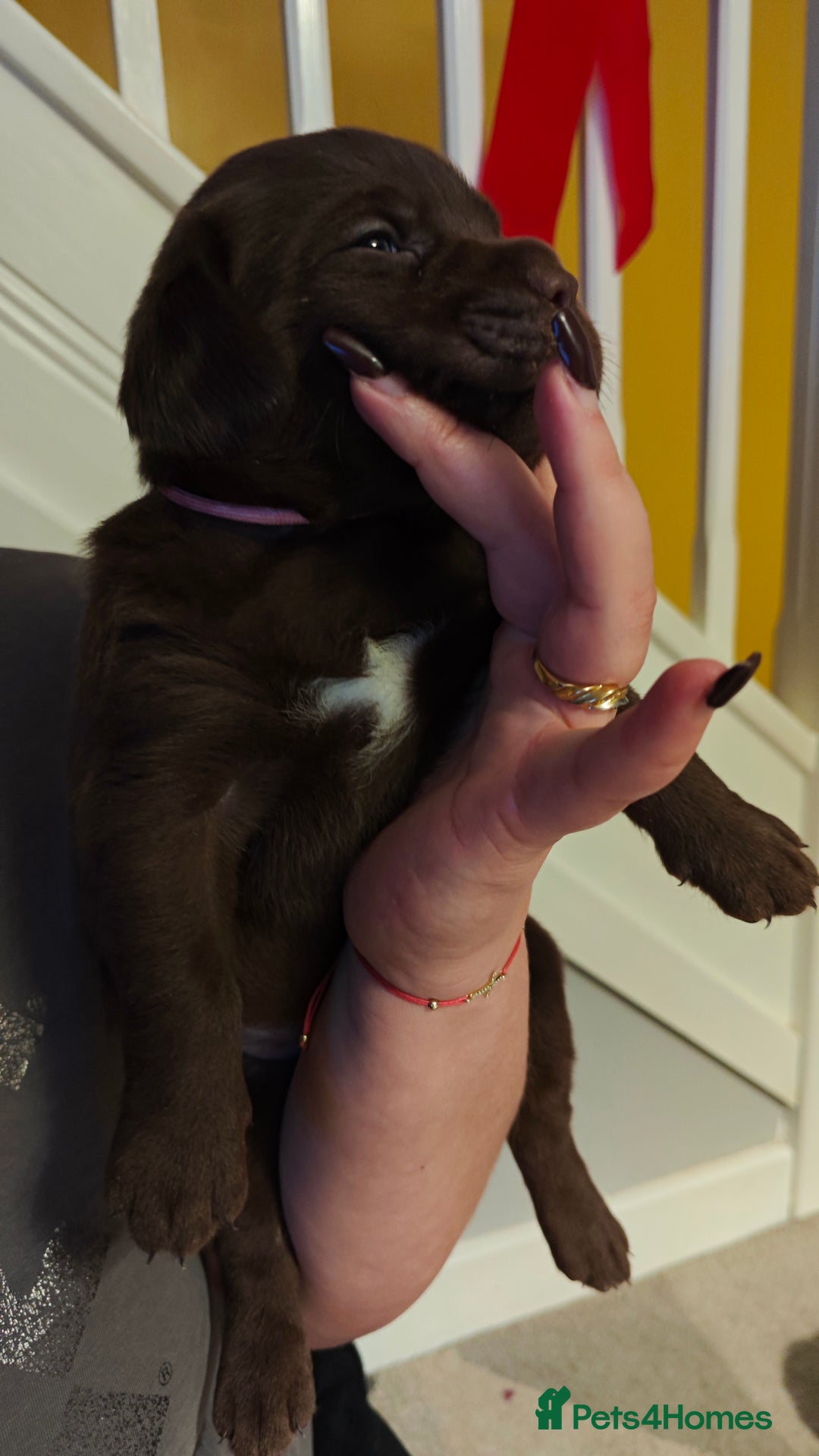 Labrador Retriever dogs for sale: Chocolate Labrador Retriever Puppies-Family Raised - Advert 18