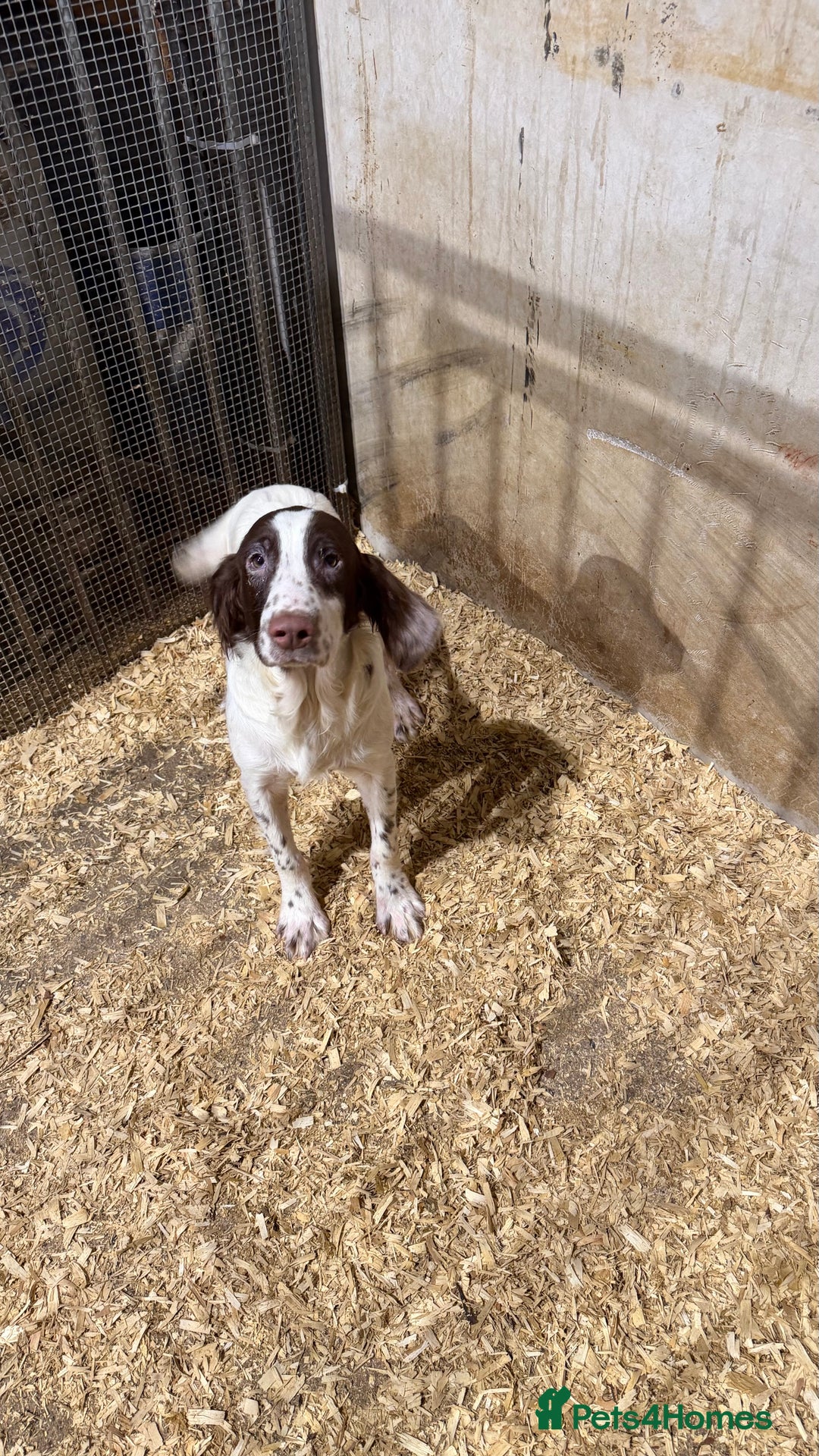 English Springer Spaniel dogs for sale: English Springer Spaniels  - Advert 6