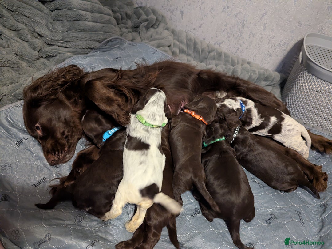 Cocker Spaniel dogs for sale: COCKER SPANIEL PUPPIES 🩵🩷LOOKING NEW HOME 🏡 - Advert 1