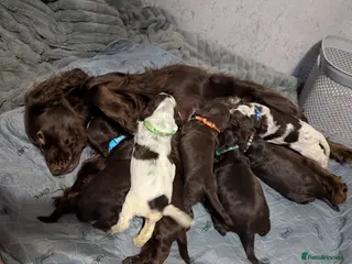 Cocker Spaniel dogs COCKER SPANIEL PUPPIES 🩵🩷LOOKING NEW HOME 🏡 - Advert 7