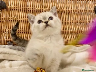 British Shorthair cats 🧸EXCEPTIONAL QUALITY PURE BREED BSH TEDDY BEARS🧸 - Advert 17