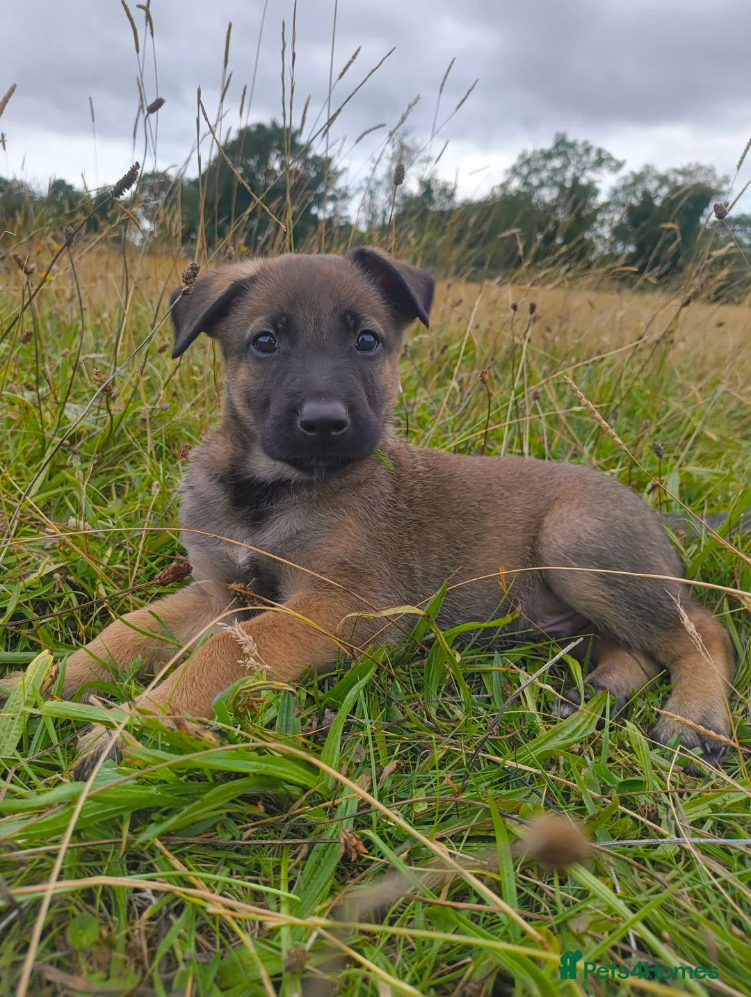 Belgian Shepherd Dog dogs for sale: KC registered Malinois puppies - Advert 1
