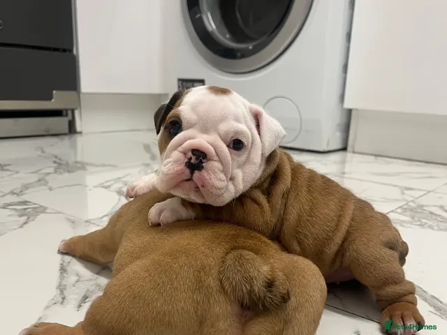 English Bulldog dogs for sale: Traditional/standard girls dad gold health tested - Advert 1