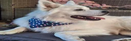 Mixed Breed dogs for stud: Samoyed x Husky for Stud in Godalming - Advert 3