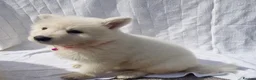German Shepherd dogs for sale: 🔥White GSD Puppies - Ready 11th June🔥 - Advert 7