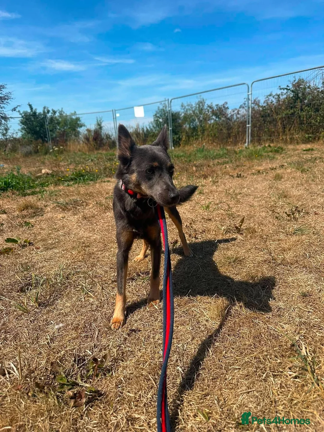 Mixed Breed dogs for adoption: Sheena - Stowmarket Suffolk  in Stowmarket - Advert 2
