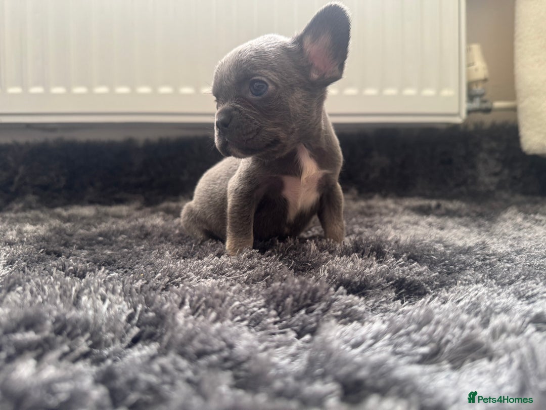 French Bulldog dogs for sale: French bulldogs - Image 24