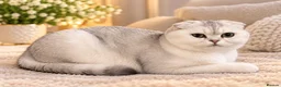 Scottish Fold cats for sale: stunning Scottish Fold and  Straight kittens - Advert 23