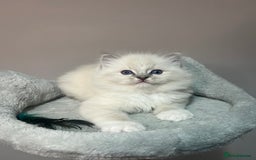 Ragdoll cats for sale: Registered Ragdolls kittens for sale - Image 19