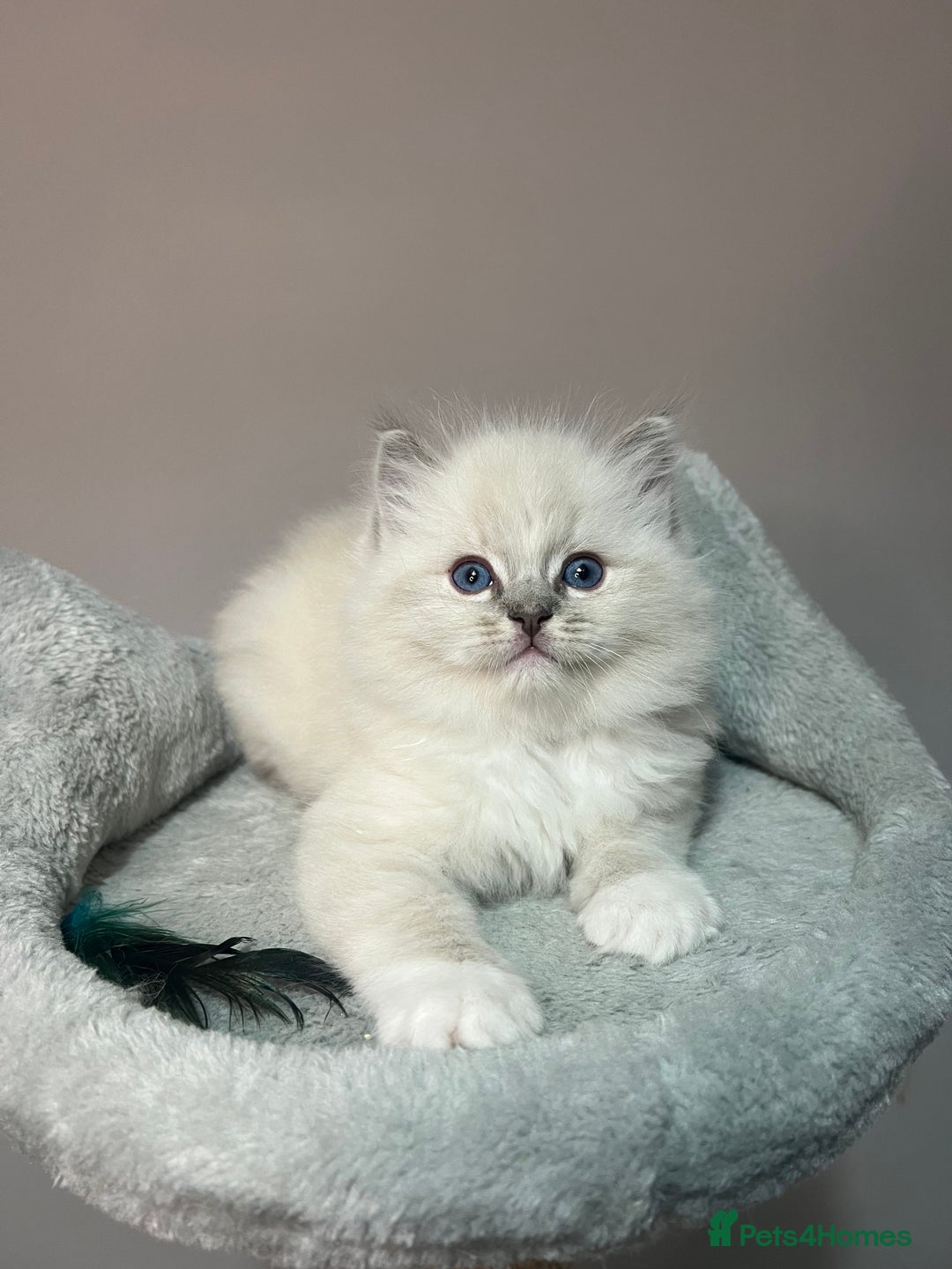 Ragdoll cats for sale: Registered Ragdolls kittens for sale - Image 19