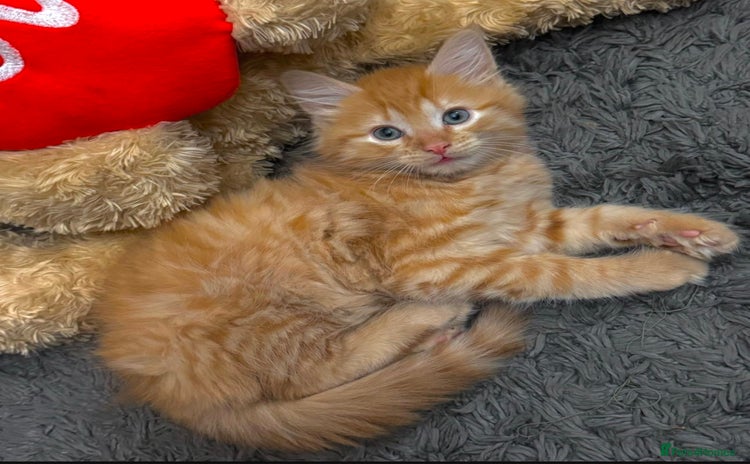 Mixed Breed cats - Advert 2