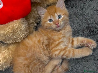 Mixed Breed cats - Advert 6