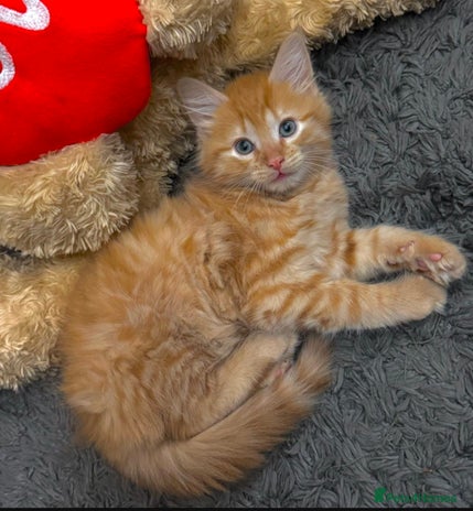 Mixed Breed cats - Advert 1