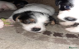Jack Russell dogs for sale: Stacey/ stephen in Bridgnorth - Image 13