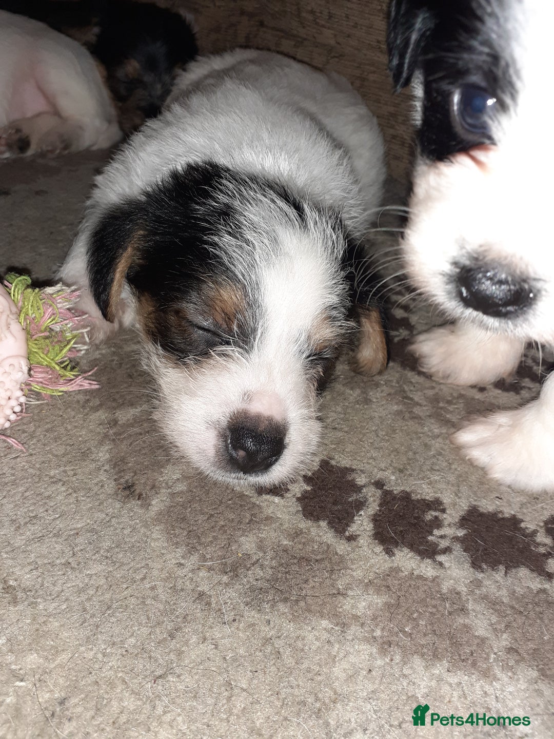 Jack Russell dogs for sale: Stacey/ stephen in Bridgnorth - Image 13