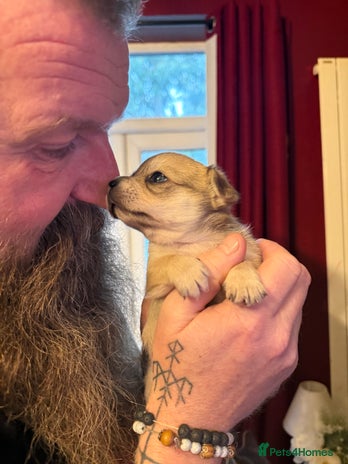 Mixed Breed dogs - Advert 1