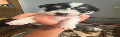 Jack Russell 3 - Male
