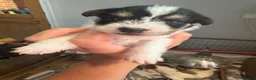 Jack Russell dogs for sale: Jack Russell puppies for sale - Advert 7