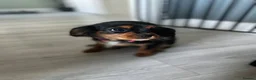 Cavalier King Charles Spaniel dogs for sale: Beautiful cavalier King Charles spaniel  - Advert 3