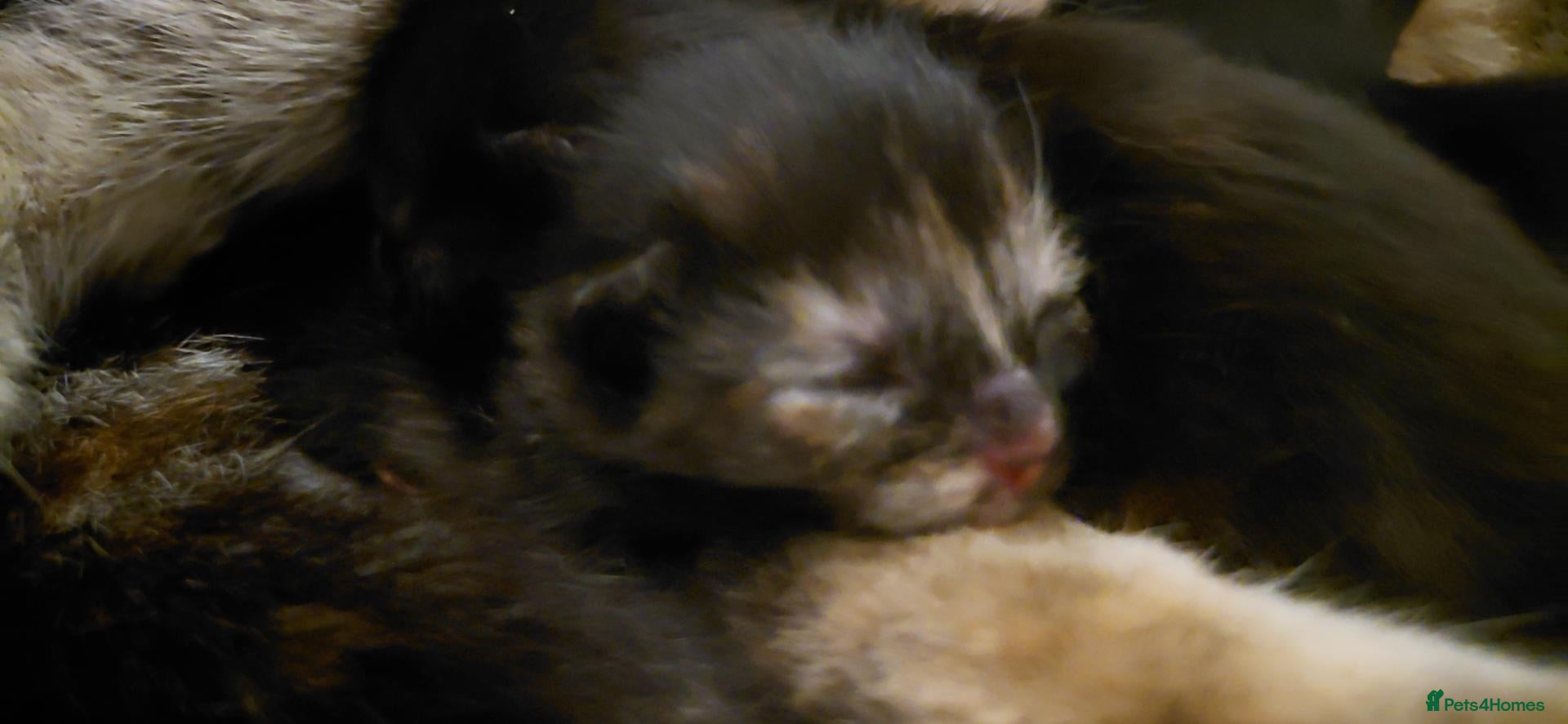 Domestic Shorthair cats 2 black calico girls and 1 black boy  - Advert 10