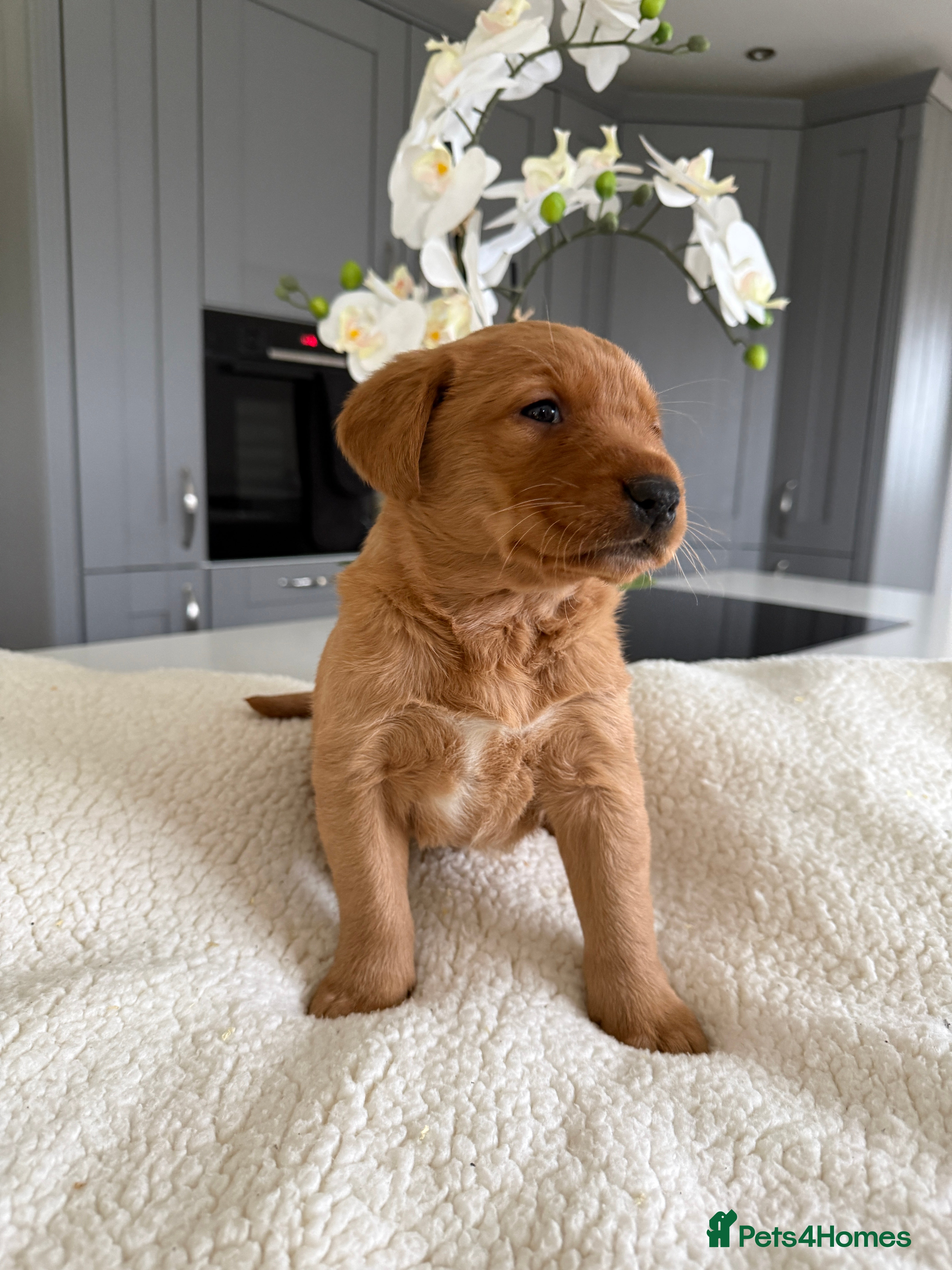 Goldador dogs Chunky dark red goldador puppies  - Advert 6