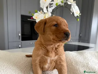 Goldador dogs Chunky dark red goldador puppies - Advert 6