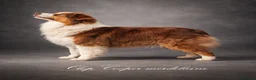 Australian Shepherd dogs for sale: Exceptional KC reg Australian shepherds - Advert 22