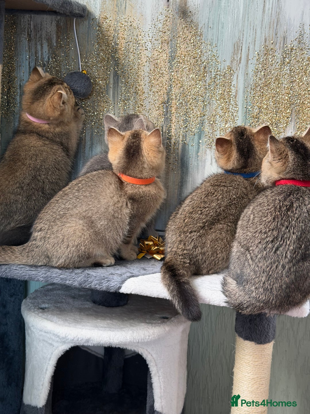 British Shorthair cats for sale: British shorthair Golden kittens TICA - Advert 14