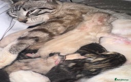 Bengal cats for sale: REDUCED Snow BengalS 1 REMAINING FEMALES REDUCED in Hook - Image 2