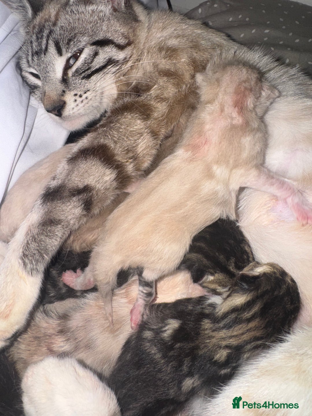 Bengal cats for sale: REDUCED Snow BengalS 1 REMAINING FEMALES REDUCED in Hook - Image 2