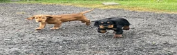 Cocker Spaniel dogs for sale: Stunning Cocker Spaniel Puppies  - Advert 11