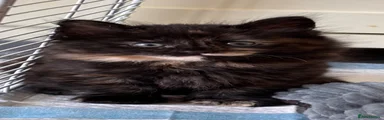 Tortie - dark green collar