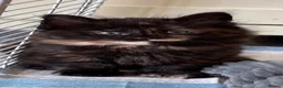 Mixed Breed cats for sale: 6 beautiful kittens. Excellent colours - Advert 1