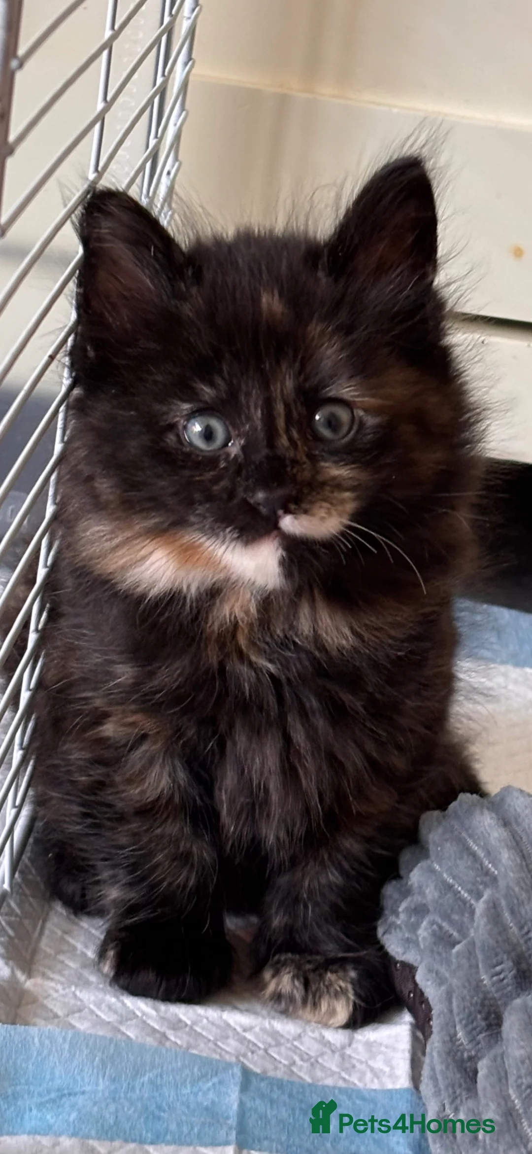 Mixed Breed cats for sale: 6 beautiful kittens. Excellent colours - Advert 1