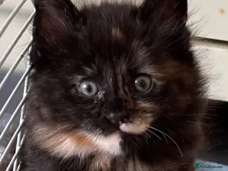 Mixed Breed cats for sale: 6 beautiful kittens. Excellent colours - 5 left - Advert 2