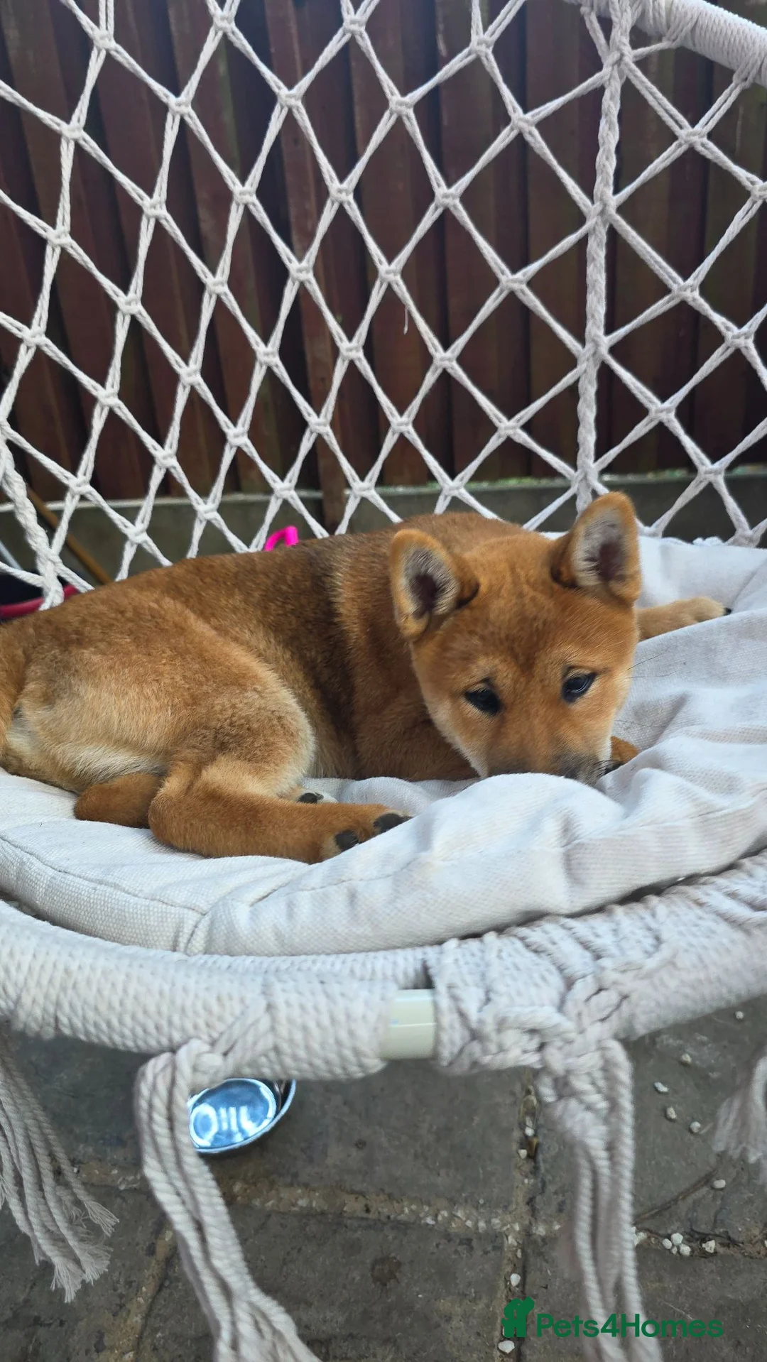 Japanese Shiba Inu dogs for sale: Shiba inu in Goole - Advert 2