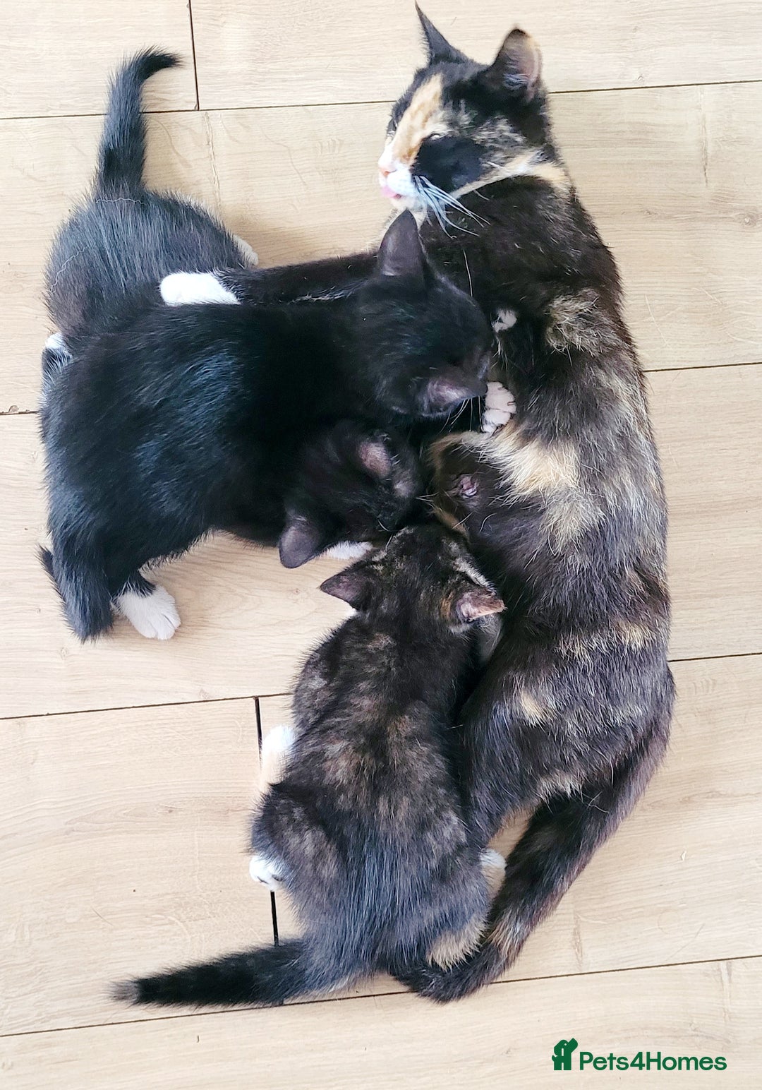 Domestic Shorthair cats for sale: 2 beautiful boys - Image 3