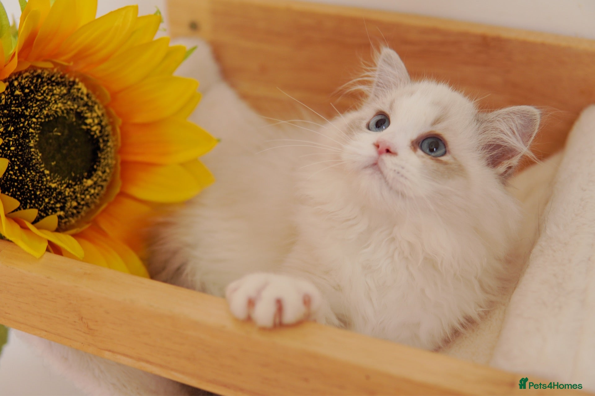 Ragdoll cats EU Sweet face Ragdoll TICA  - Advert 1