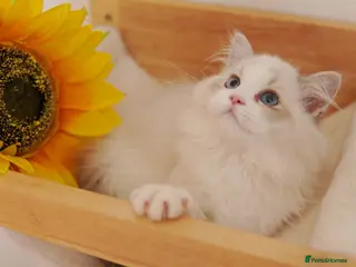 Ragdoll cats EU Sweet face Ragdoll TICA - Advert 1