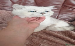 British Shorthair cats for sale: Lapcat GCCF Silver British Shorthair Kitten. in Lancaster - Image 2