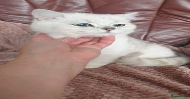 British Shorthair cats in Lancaster - Advert 14