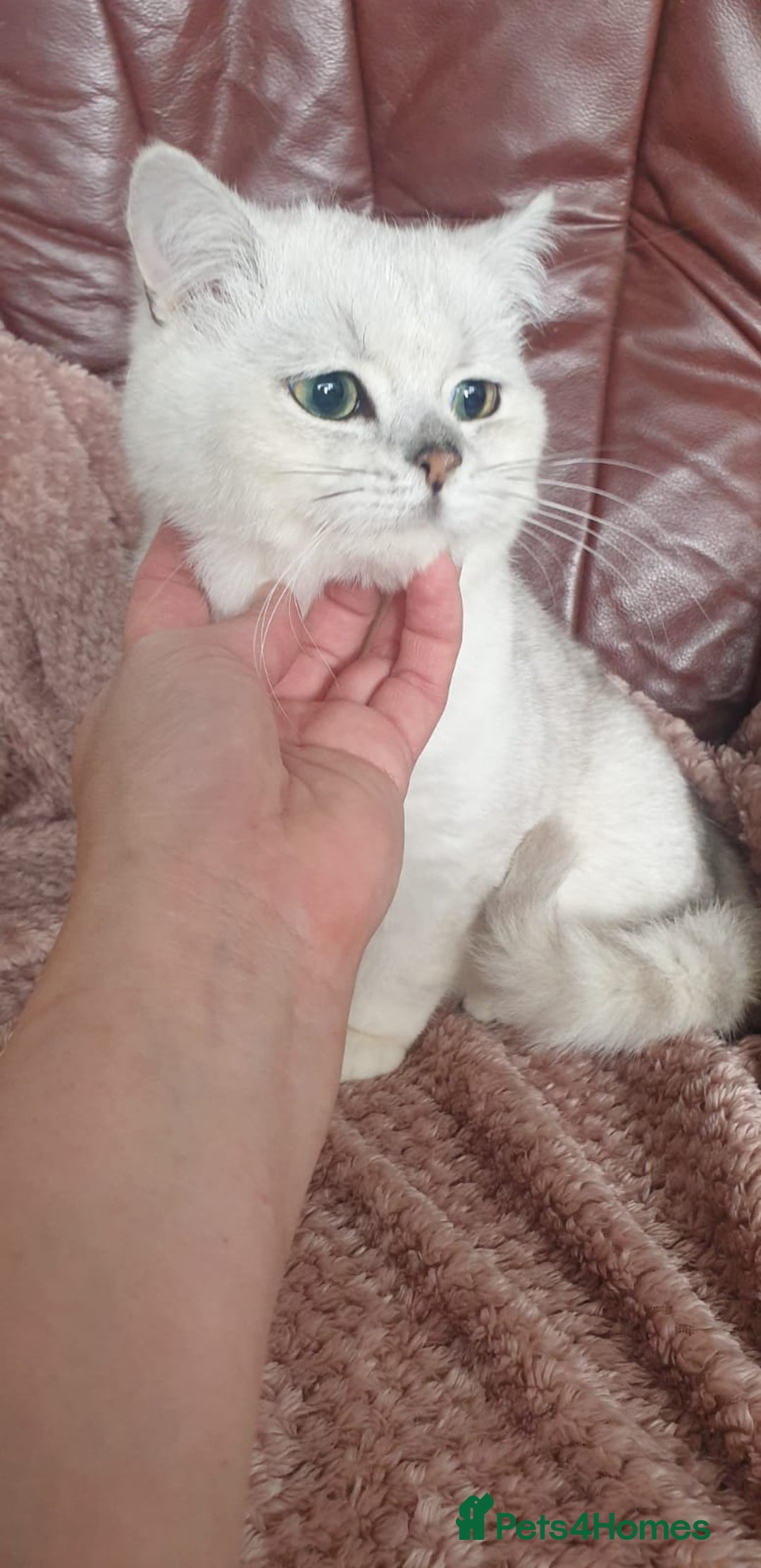 British Shorthair cats for sale: Lapcat GCCF Silver British Shorthair Kitten. in Lancaster - Image 2